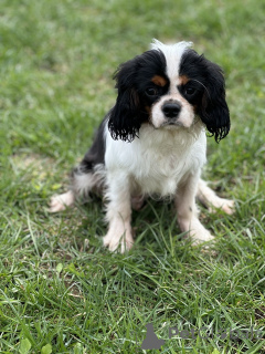 Photo №1. cavalier king charles spaniel - for sale in the city of Minsk | negotiated | Announcement № 168616