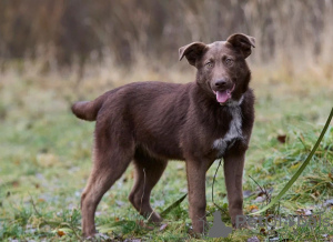 Photo №4. I will sell non-pedigree dogs in the city of Москва. private announcement - price - Is free