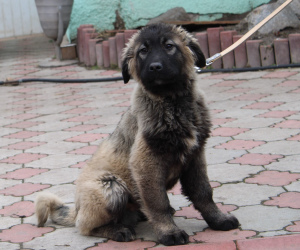 Additional photos: Caucasian Shepherd Dogs, 2 months old puppies, with KSU / FCI metric
