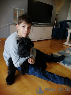 Photo №3. Giant Schnauzer. Serbia