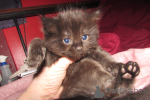 Photo №2 to announcement № 146694 for the sale of ragdoll - buy in United States breeder