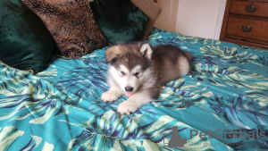 Photo №2 to announcement № 123631 for the sale of alaskan malamute - buy in Germany private announcement