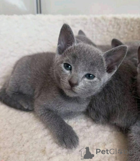 Photo №1. british shorthair - for sale in the city of Albany | Is free | Announcement № 175302