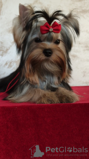 Photo №1. yorkshire terrier - for sale in the city of Москва | 540$ | Announcement № 12804