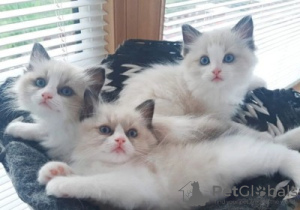 Photo №1. ragdoll - for sale in the city of Oslo | negotiated | Announcement № 76908