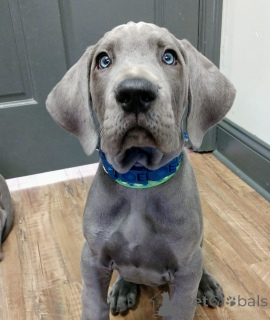 Photo №2 to announcement № 173338 for the sale of great dane - buy in Germany private announcement