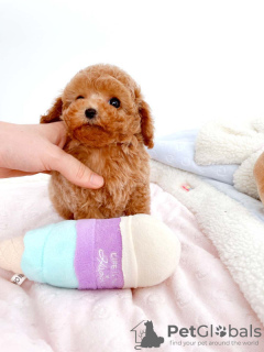 Photo №2 to announcement № 88142 for the sale of poodle (toy) - buy in Finland 