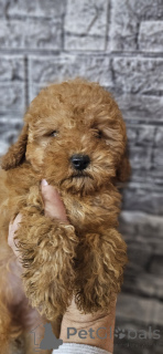 Photo №4. I will sell poodle (toy) in the city of Belgrade.  - price - negotiated