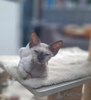 Photo №1. devon rex - for sale in the city of Munich | negotiated | Announcement № 160378