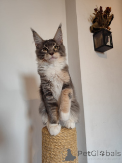 Photo №4. I will sell maine coon in the city of Гамбург. private announcement - price - 395$