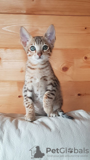 Photo №3. Lovely Savannah Kittens with Pedigree for sale. Germany