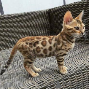Photo №1. bengal cat - for sale in the city of Helsinki | 413$ | Announcement № 164998