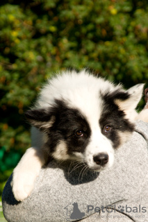 Photo №2 to announcement № 25752 for the sale of yakutian laika - buy in Poland breeder