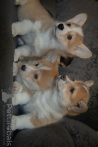 Photo №1. welsh corgi - for sale in the city of Mogilyov | 679$ | Announcement № 56047