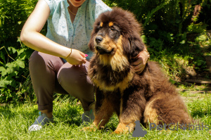 Photo №3. Sale of Tibetan mastiff puppies. Belarus