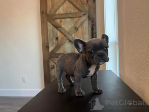 Photo №1.  - for sale in the city of Hinton | 750$ | Announcement № 163118