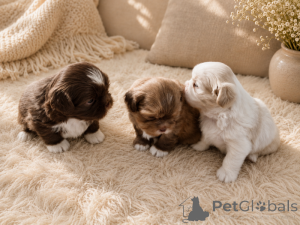 Photo №1. shih tzu - for sale in the city of Kokkola | negotiated | Announcement № 169168