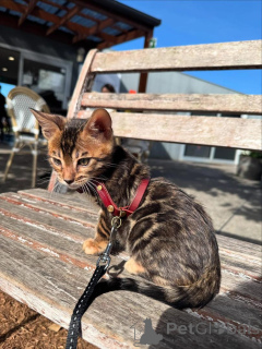 Photo №1. bengal cat - for sale in the city of Innsbruck | 706$ | Announcement № 153401