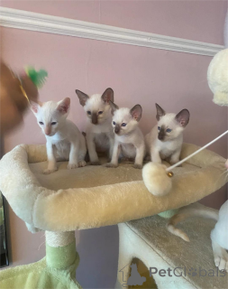 Photo №1. siamese cat - for sale in the city of Bietigheim-Bissingen | 329$ | Announcement № 153103