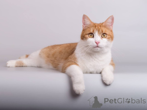 Photo №1.  - for sale in the city of Khimki | Is free | Announcement № 161799