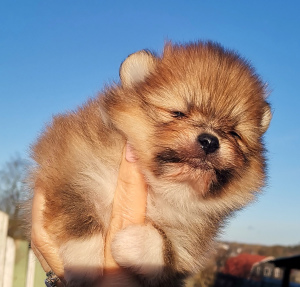 Photo №1. pomeranian - for sale in the city of St. Petersburg | 727$ | Announcement № 4890