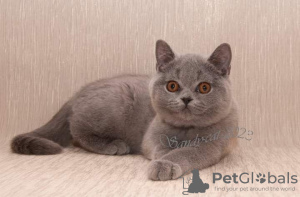 Photo №1. british shorthair - for sale in the city of Folegandros | 370$ | Announcement № 65080