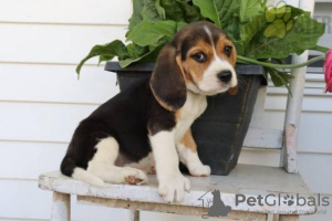 Photo №1. beagle - for sale in the city of Porto | Is free | Announcement № 28507