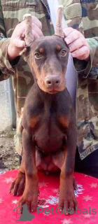 Photo №1. dobermann - for sale in the city of Belgrade | negotiated | Announcement № 77500