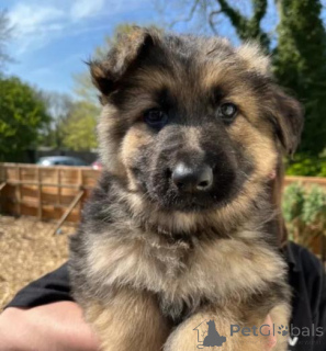 Photo №2 to announcement № 158848 for the sale of german shepherd - buy in Germany private announcement