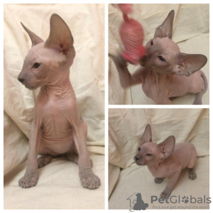 Photo №4. I will sell peterbald in the city of St. Petersburg. from nursery - price - negotiated