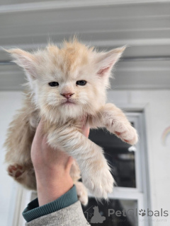 Photo №4. I will sell  in the city of Aalen. breeder - price - negotiated