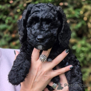 Photo №2 to announcement № 174893 for the sale of labradoodle - buy in France 