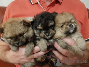 Photo №2 to announcement № 158746 for the sale of pomeranian - buy in Germany 