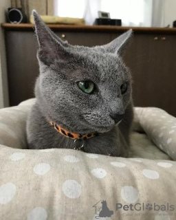 Photo №3. Russian blue kittens for sale Business WhatsApp 37256062792. Finland