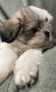 Photo №3. Beautiful imperial Shihtzus. United States