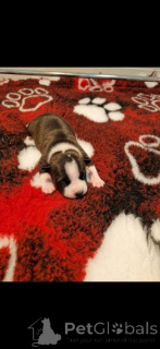 Photo №4. I will sell american staffordshire terrier in the city of Zagreb.  - price - negotiated