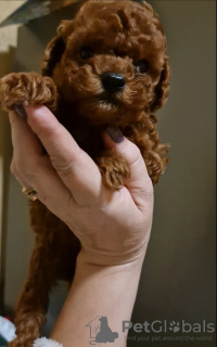 Photo №1. poodle (toy) - for sale in the city of Ужгород | negotiated | Announcement № 125542