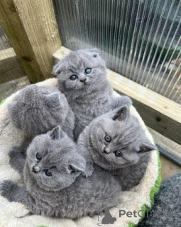 Photo №2 to announcement № 173808 for the sale of british shorthair - buy in United Kingdom private announcement, breeder