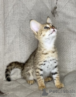 Photo №2 to announcement № 26094 for the sale of savannah cat - buy in Russian Federation from nursery