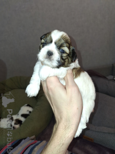 Photo №4. I will sell lhasa apso, maltipu, pekingese, pomeranian, shih tzu in the city of Tallinn. from nursery, breeder - price - 774$