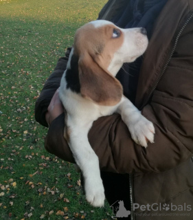 Photo №2 to announcement № 23737 for the sale of beagle - buy in Germany 
