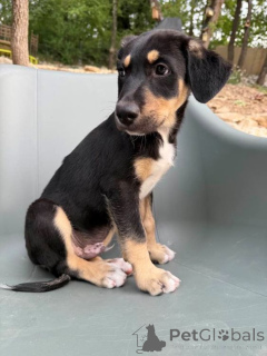 Photo №2 to announcement № 147054 for the sale of mexican hairless dog - buy in Belgium breeder