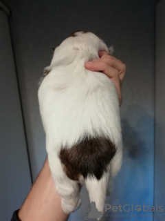 Photo №2 to announcement № 80223 for the sale of shih tzu - buy in Latvia private announcement, breeder