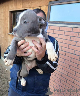 Photo №3. American Stafford Blue (female). Serbia