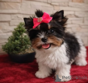Photo №1. non-pedigree dogs - for sale in the city of Berlingrod | 465$ | Announcement № 166494