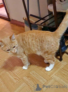 Photo №2 to announcement № 162779 for the sale of  - buy in Russian Federation private announcement