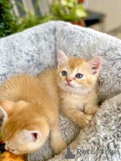 Photo №2 to announcement № 140155 for the sale of scottish fold - buy in United States private announcement