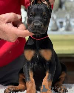 Photo №2 to announcement № 165997 for the sale of dobermann - buy in Spain private announcement, breeder