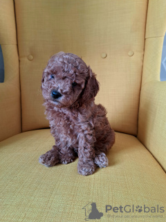 Photo №2 to announcement № 105978 for the sale of poodle (toy) - buy in Russian Federation private announcement