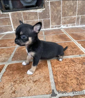 Photo №1. chihuahua - for sale in the city of Washington | 800$ | Announcement № 176016
